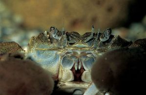 日本絨螯蟹